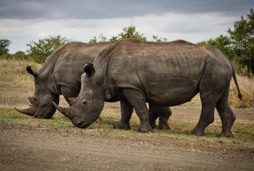 rinocerontes en peligro de extinción